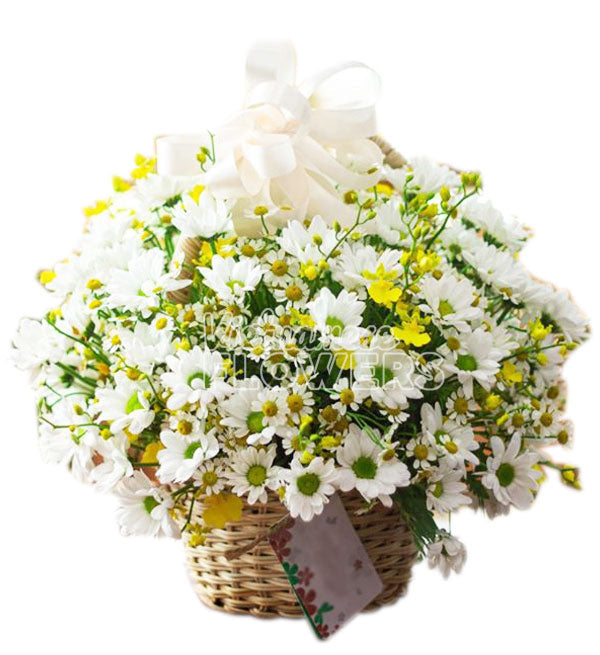 Daisy Flower 05 - Vietnamese Flowers