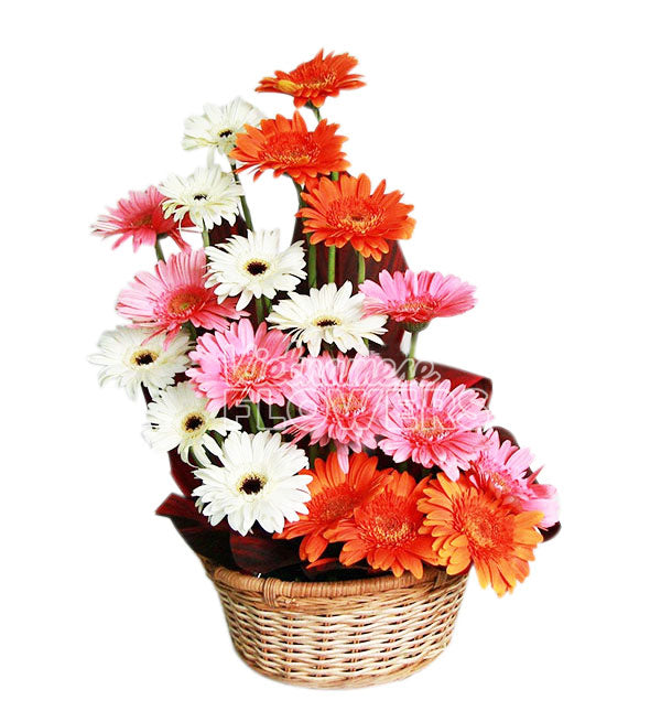 Gerbera Flowers 09 - Vietnamese Flowers