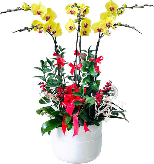 Grand Phalaenopsis Orchid Vietnamese Flowers
