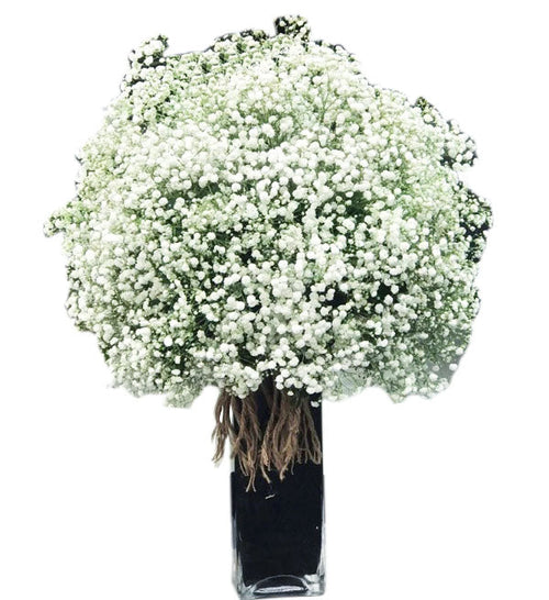 Gypsophila Baby's Breath 17 - Vietnamese Flowers