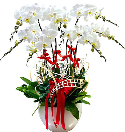 Luxury White Orchid Potted Vietnamese Flowers