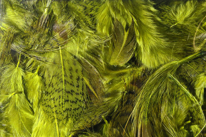 Premium Partridge Feathers from Hareline Dubbin, Inc for fly tying at Freestone Fly Shop Montana fly fishing outfitter