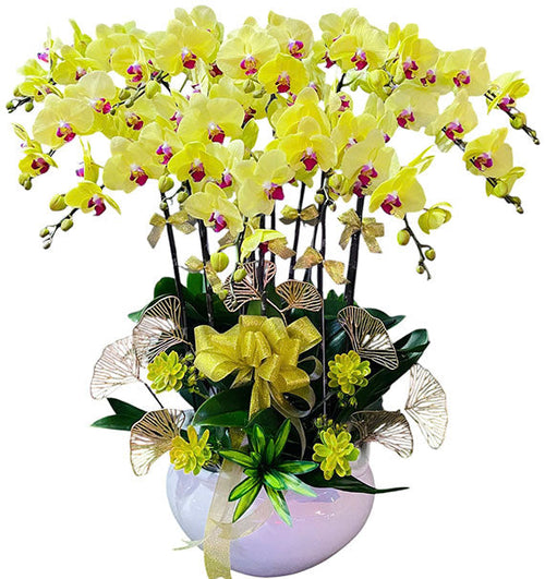 Premium Phalaenopsis Orchid Vietnamese Flowers