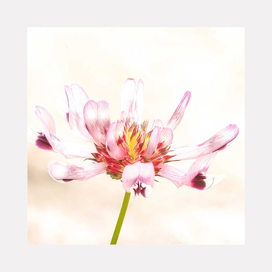 The artwork 'Colors of the Meadow' by Fabienne Sowa-Dobkowski captures a delicate pink flower in full bloom against a soft beige background. The translucent petals show subtle gradients from light pink to deeper rose tones, with a golden yellow center. The single stem appears in vibrant green, creating a striking botanical composition in minimalist style, presented as a 16x16 inch acrylic print.